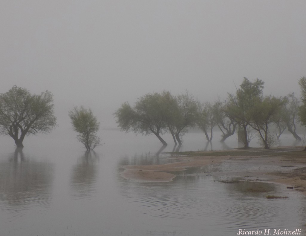 "Niebla en la costa" de Ricardo H. Molinelli