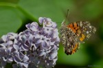 La mariposa posada en la lila