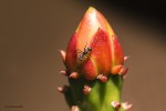 Hormiga y cactus