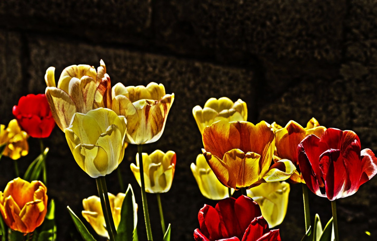 "Hoy Tulipanes" de Marta Dominici