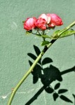As mini-rosas ( Fv. ler )