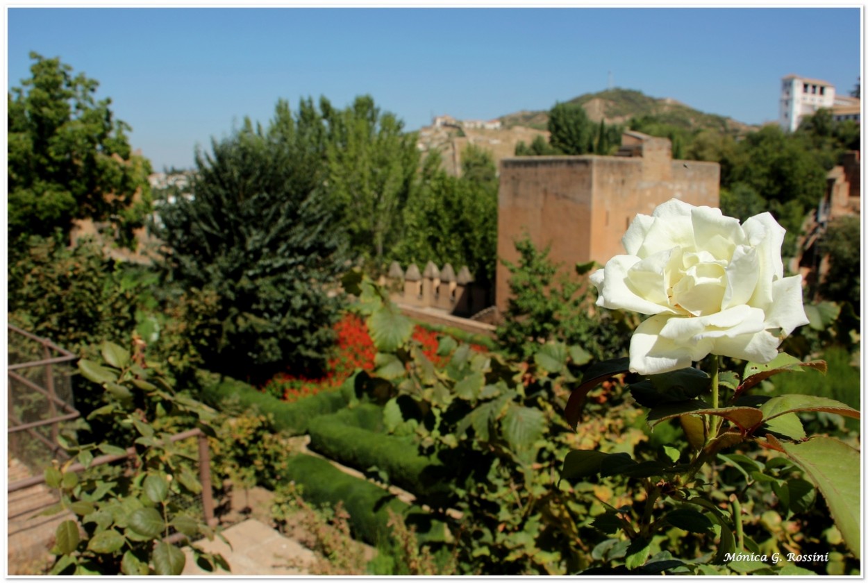 "La Alhambra en flor" de Mnica Rossini