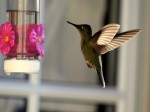 Alas de colibr
