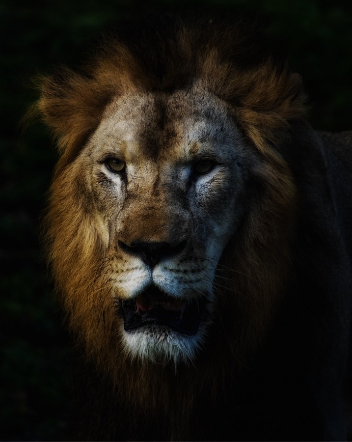 "Lion King" de Adrin De La Paz Rodrguez