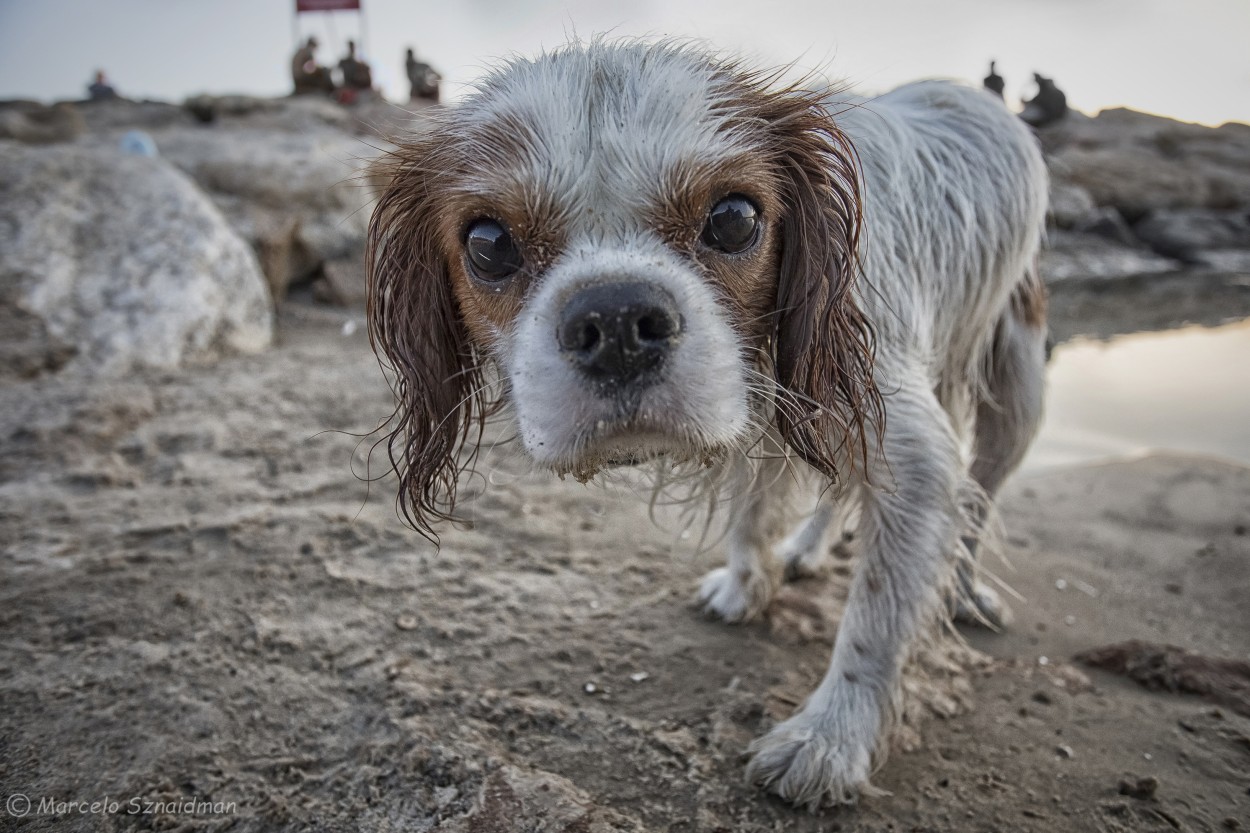"Retrato canino" de Marcelo Sznaidman