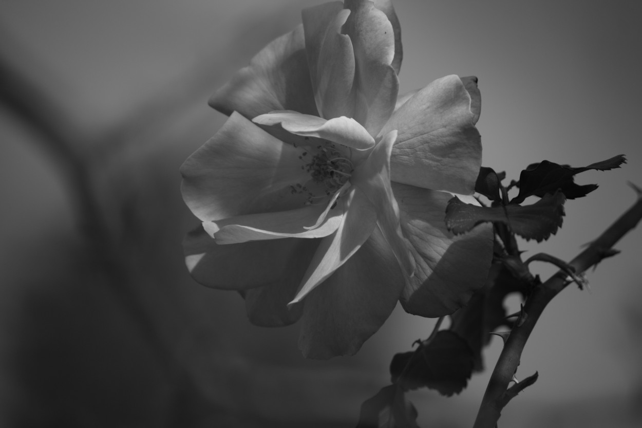"`Una flor...`" de Andrea Broggi
