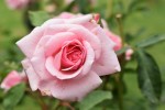 Rosa rosa, tan maravillosa