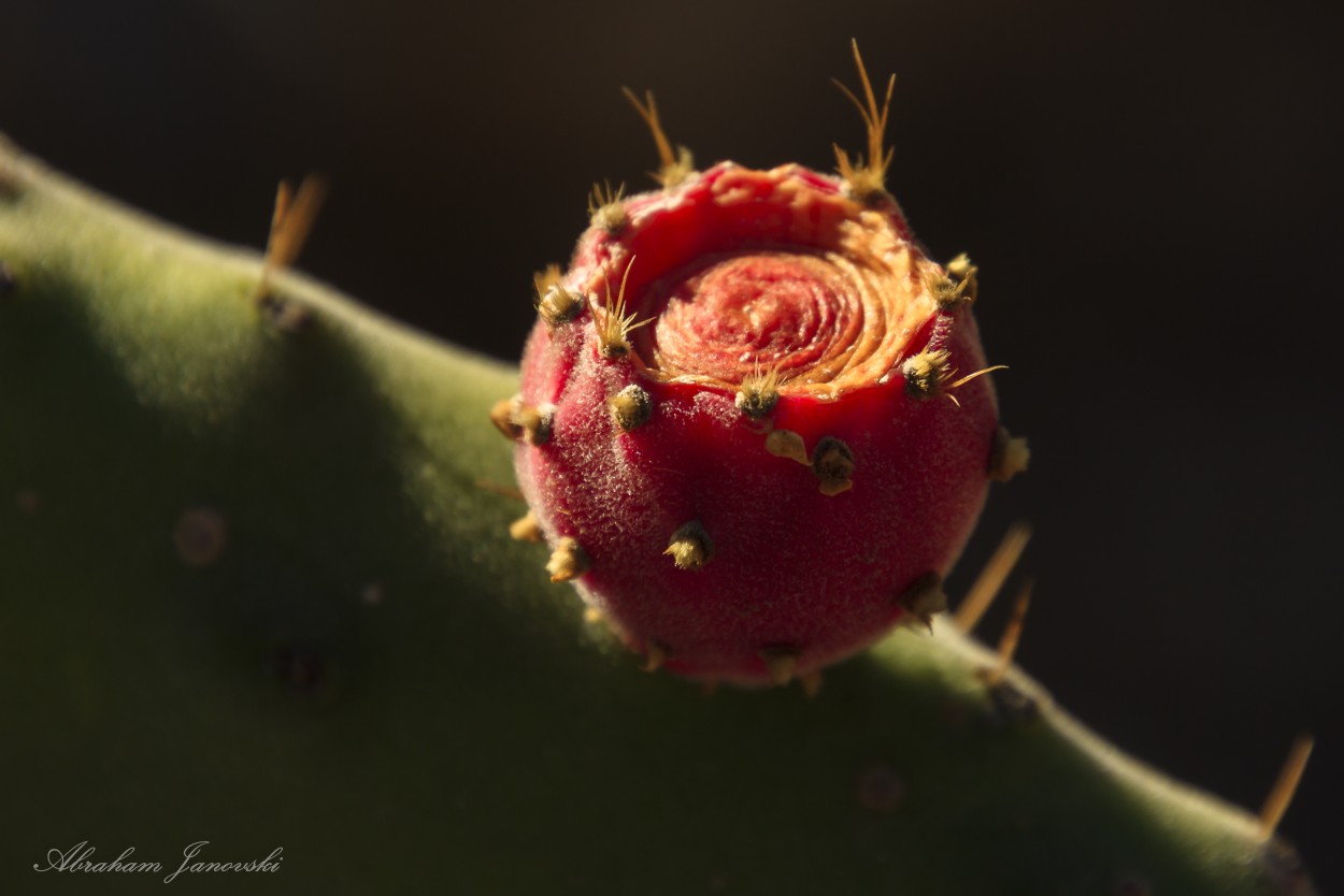 "Fruto de cactus" de Abraham Janovski