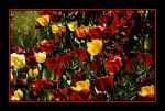 Tulipanes para el Domingo