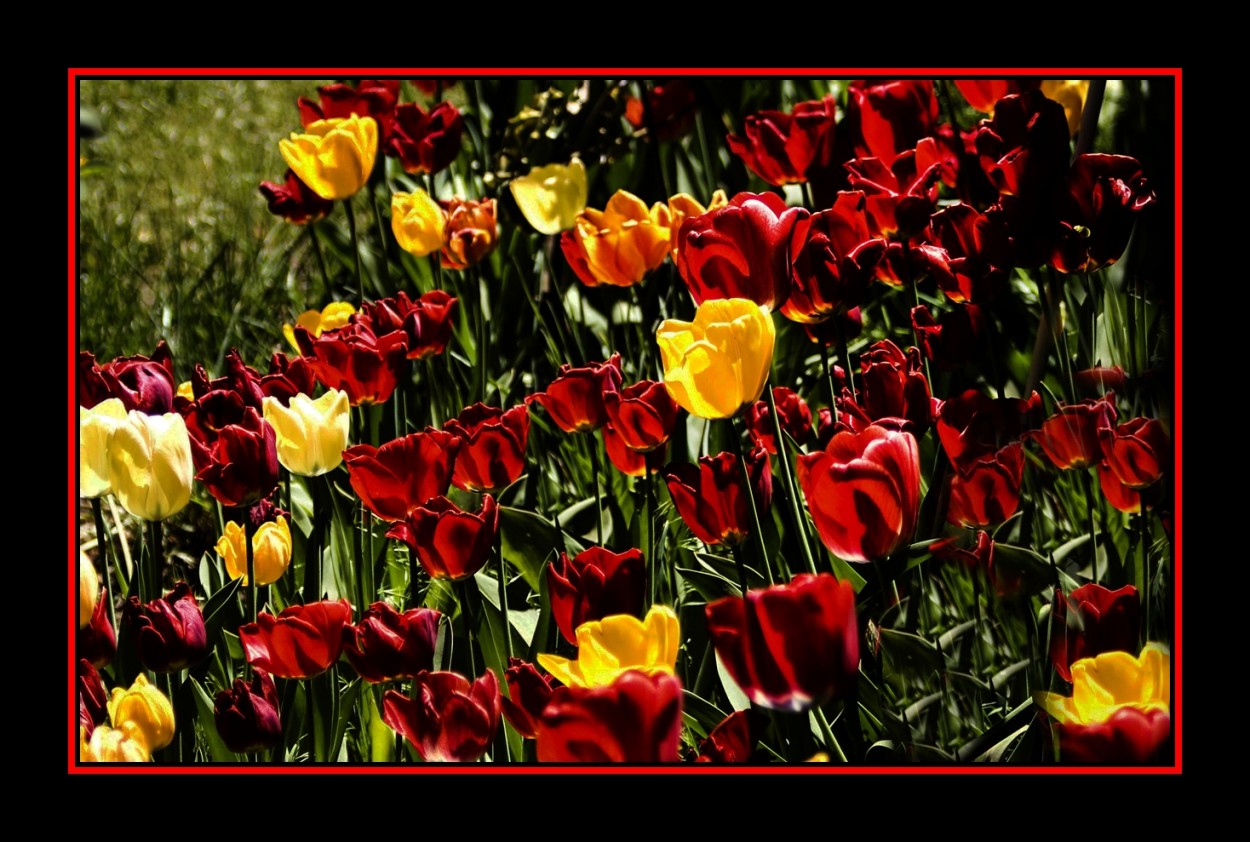 "Tulipanes para el Domingo" de Marta Dominici