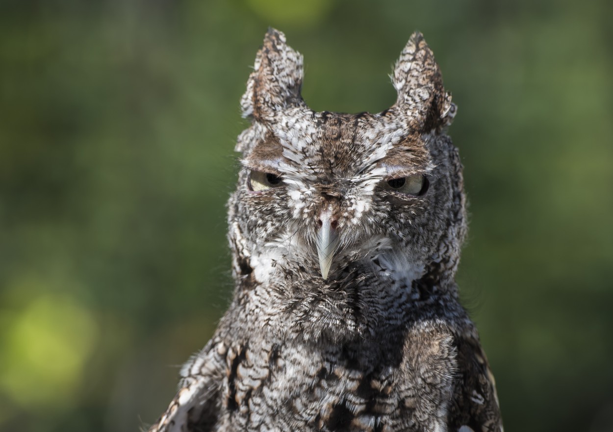 "owl" de Adrin De La Paz Rodrguez
