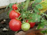 Mini tomates