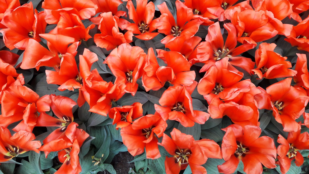 "Abrieron los tulipanes" de Paula Berod