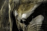`La tersura de un viejo elefante`