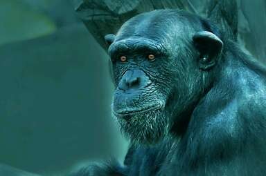 "Retrato de simio" de Roberto Amilcar Mohamed