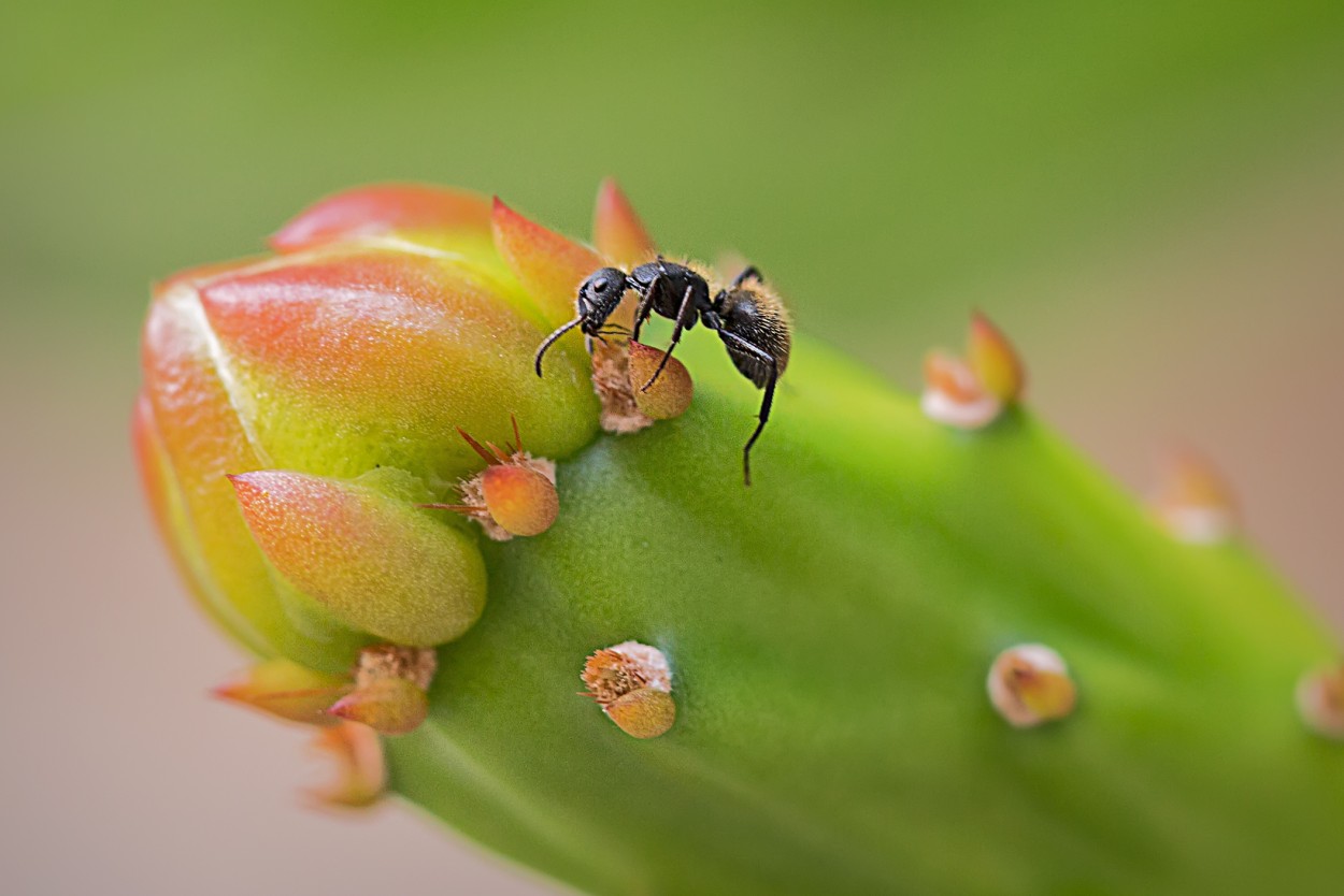 "La hormiga y el cactus" de Carlos Gianoli