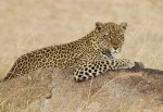 leopardo hembra