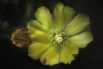 La flor del cactus