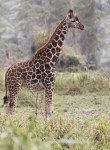 joven jirafa Rothschild