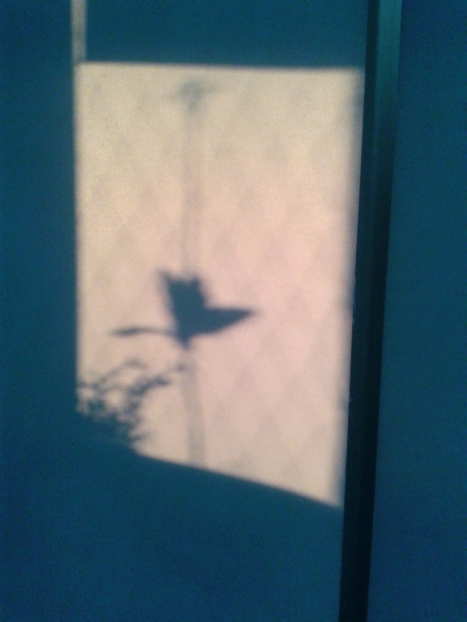 "sombra chinesca" de Valentn Rizzi