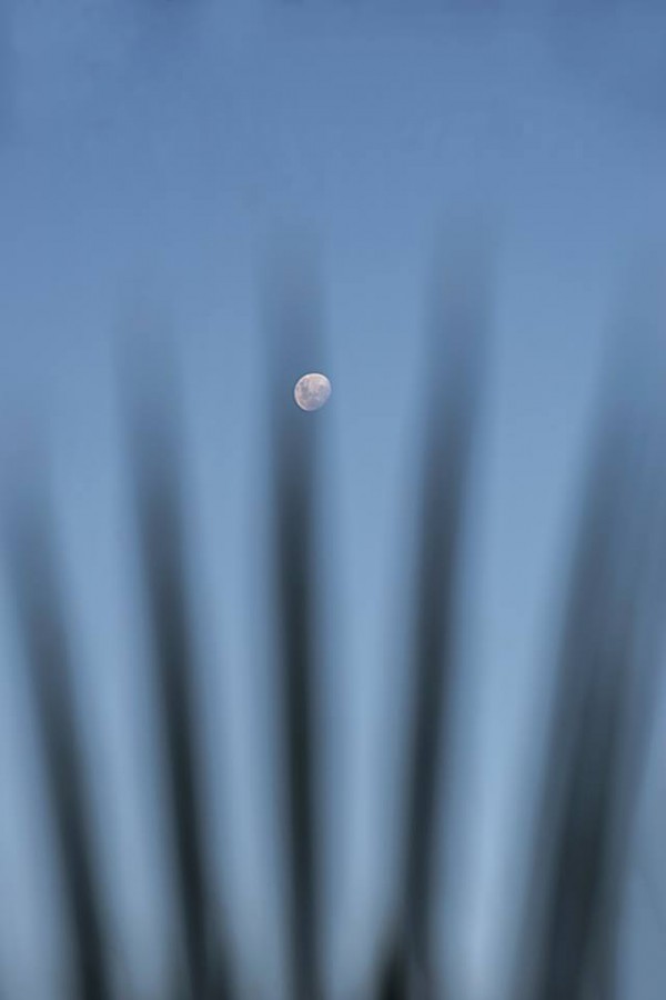"Luna detras de la palmera." de Williams Daniel Nuez