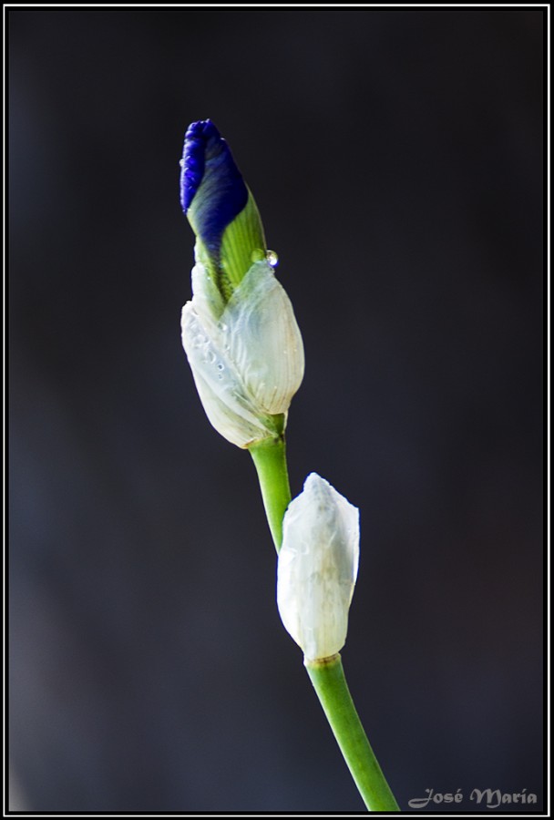 "Iris Azul" de Jos Mara Bautista