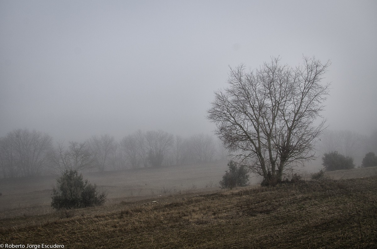 "Maana de niebla" de Roberto Jorge Escudero