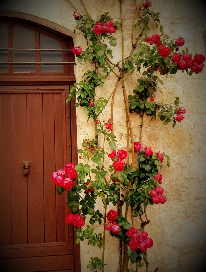 "Rosas del rosal !!" de Paula Berod