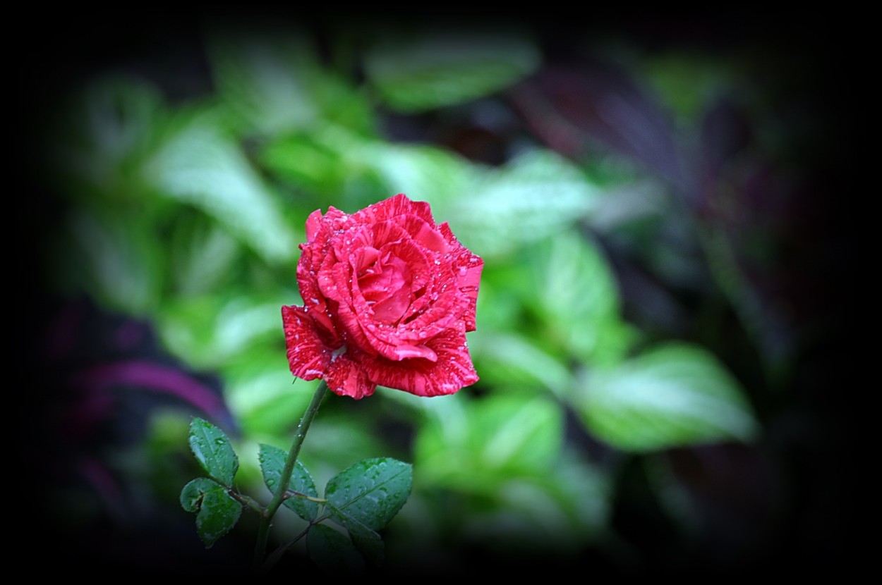 "Red rose....." de Decio Badari