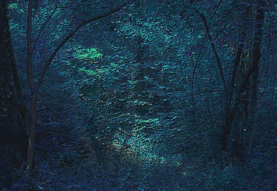 "Luna llena en el bosque" de Daniel Gil Feilberg