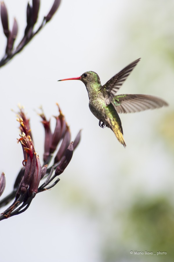 "colibr" de Mario Bava