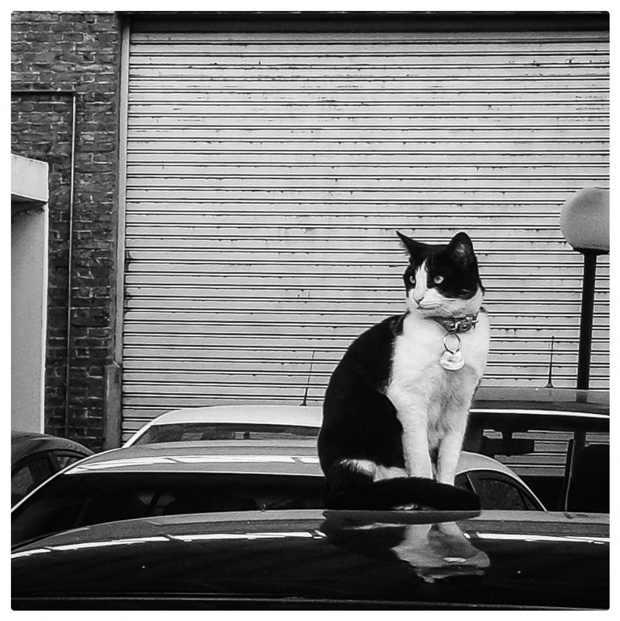 "Un gato en la ciudad" de Marzioni Martn Luis