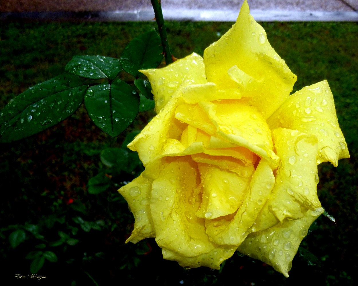 "Rosa bajo la lluvia." de Ester Francisca Macagno
