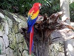 Colorido papagayo
