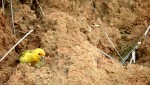 As aves precisam comer areia # 2