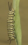 monarca