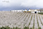 `Campos de lavandas en Andalucia`