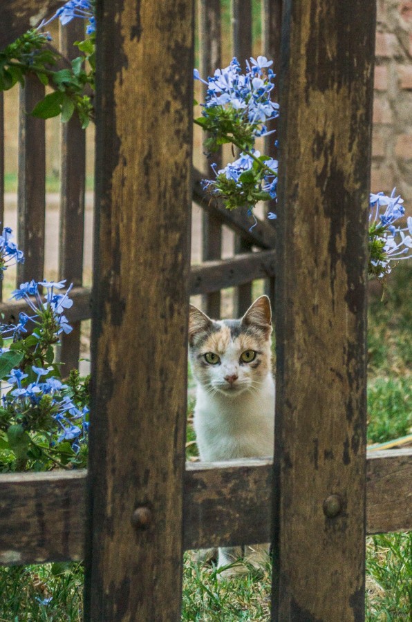 "He visto un lindo gatito!" de Telma Pereyra