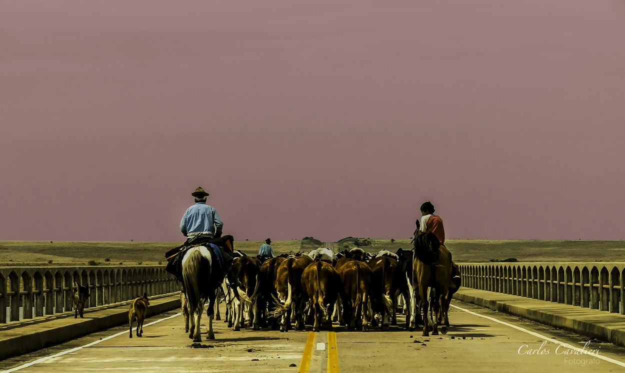 "Conduciendo el ganado por la via``" de Carlos Cavalieri
