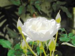 Una Rosa Blanca en lo más alto de Tope