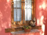 Un gatito en el ventanal