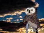the owl`s sunset