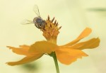 la abeja en la flor