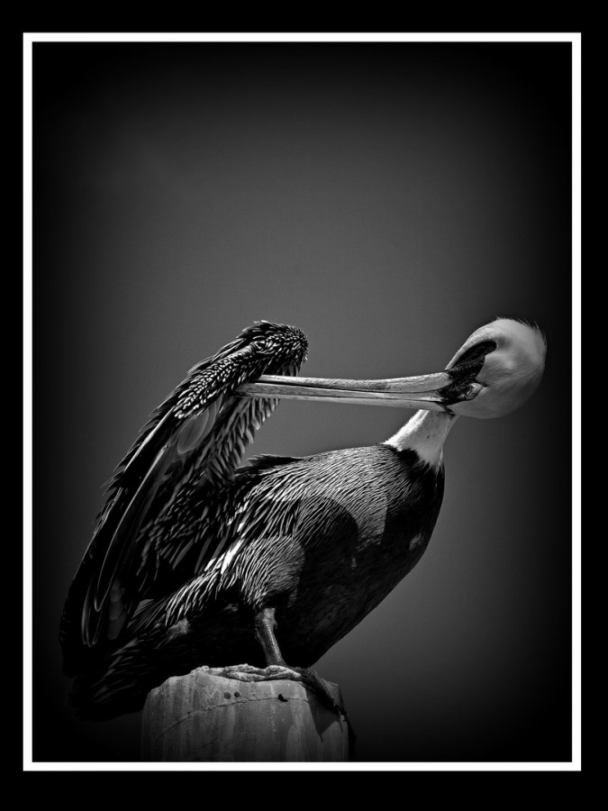 "pelicano" de Ivana Lopez