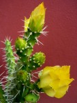 Cactus en flor II