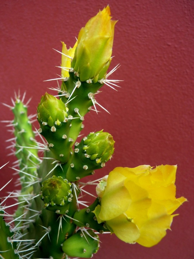 "Cactus en flor II" de Carlos E. Wydler