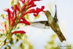 colibr libando flores rojas