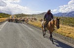 Las penas son de nosotros, las vaquitas son ajenas