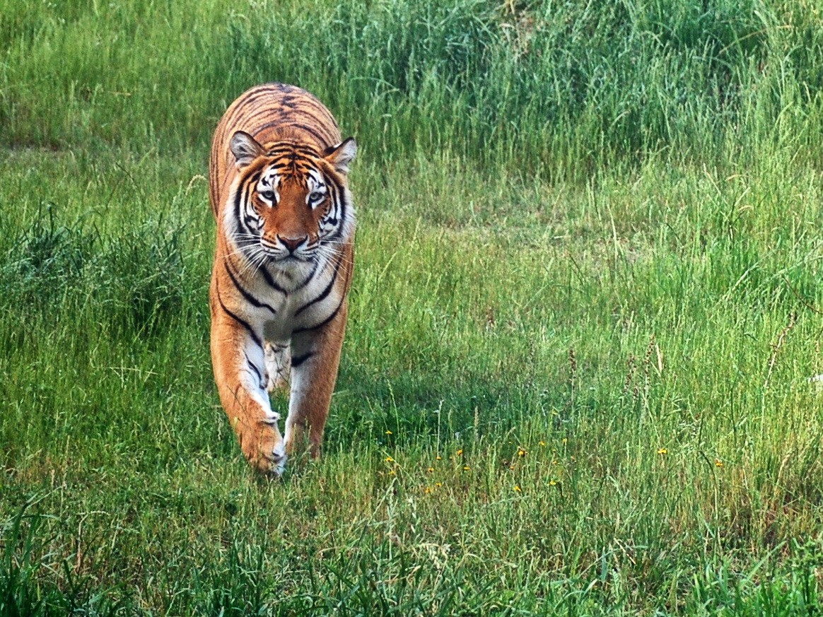 "Tigre de Bengala" de Juan Carlos Barilari