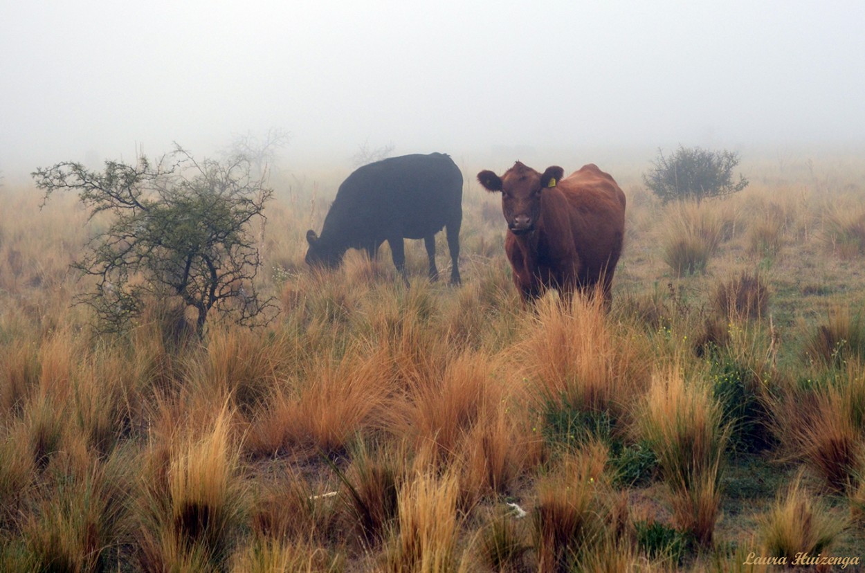 "Vacas y niebla" de Laura Noem Huizenga
